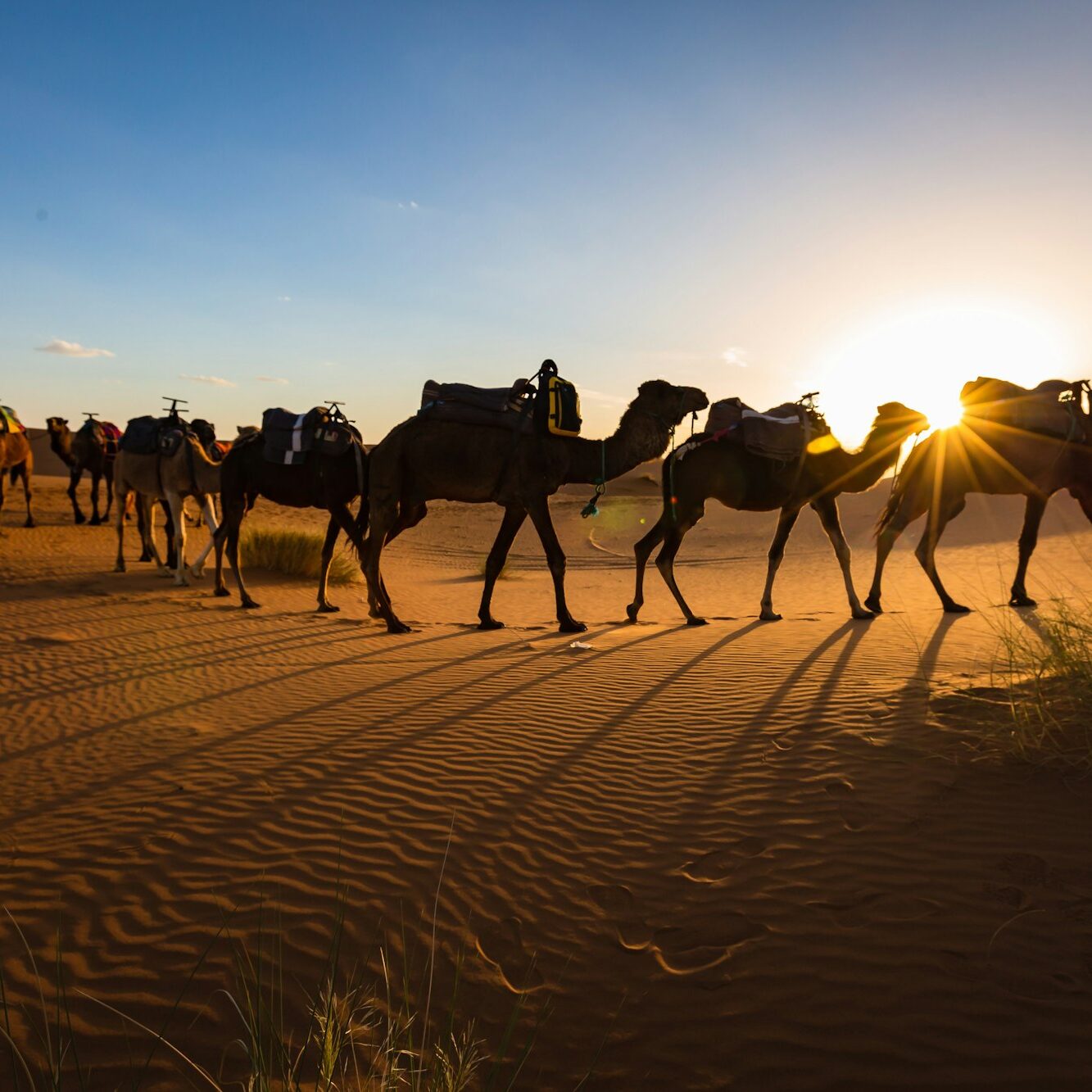 Caravan of camels at sunset Sahara desert Morocco